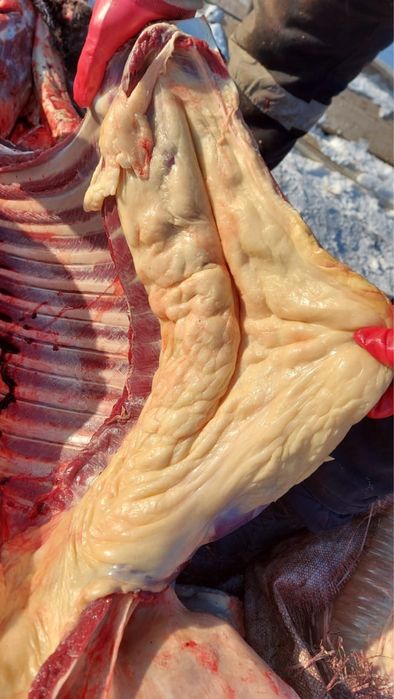 Жабағылар соғымға сатылады