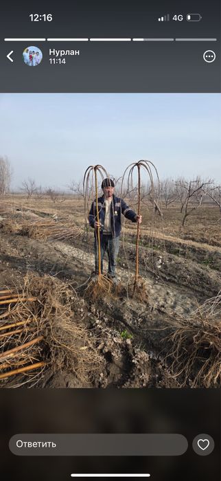 Саженцы көшет барлық түрлері бар