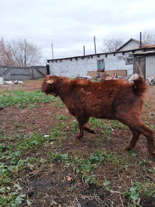 Продам козла на племя