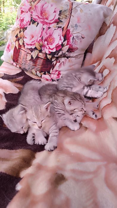 Отдам котят в хорошие руки