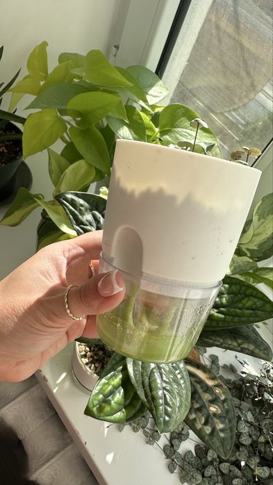 Церопегия Вуда/Вуди растение