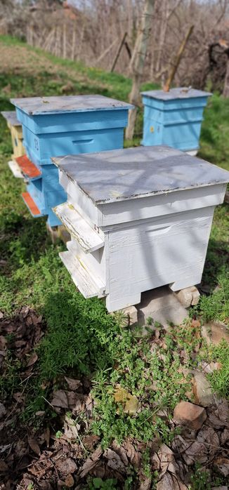 Пчелни кошери  10 р