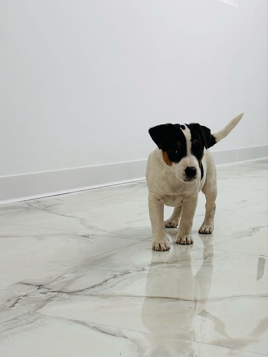 Jack russell terrier
