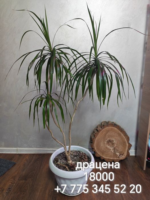 Продаются комнатные растения