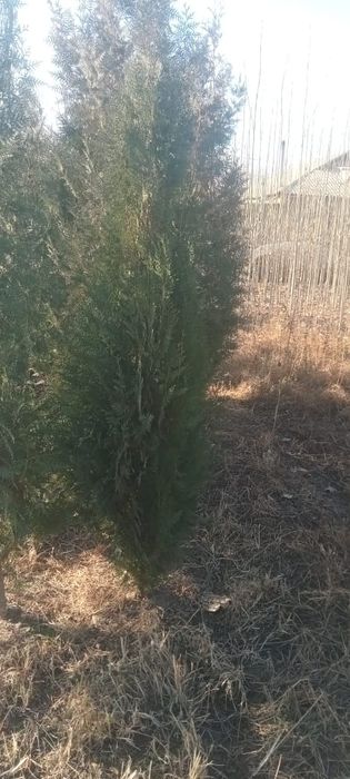 Саженцы Шымкент видов