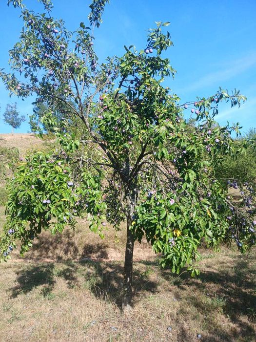 Vând prune (3lei/kg) sau schimb cu cereale
