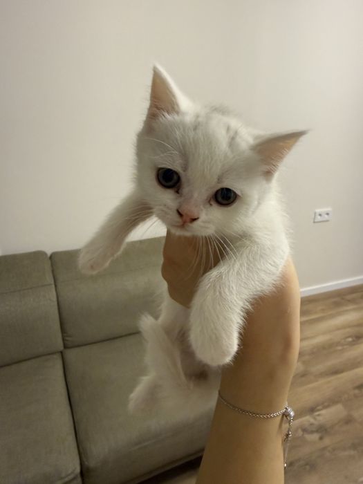 Продам котят породистых