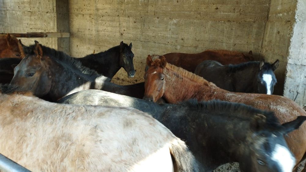 Қынаптық порно