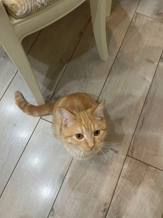 Отдам в хорошие руки Котёнка