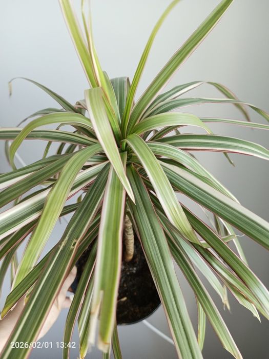 Драцена триколор