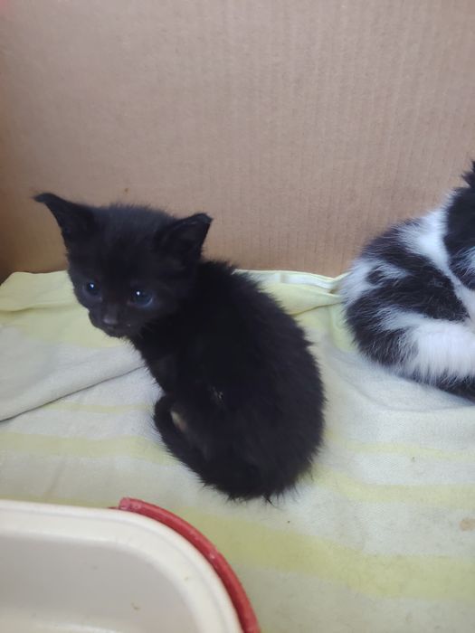 Митисы мейнкун и сфинкс котята