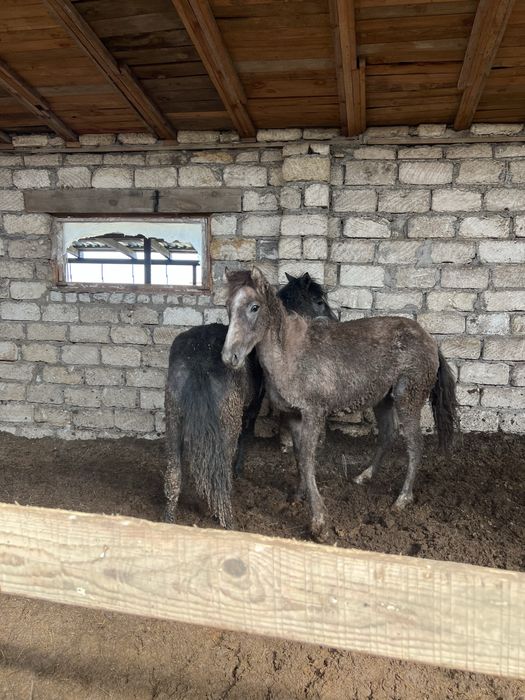 Жабагы сатылады 2 бас ургащы