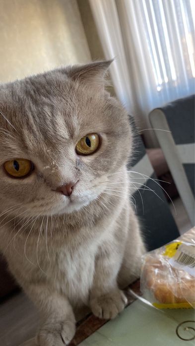 Отдам кота в добрые руки