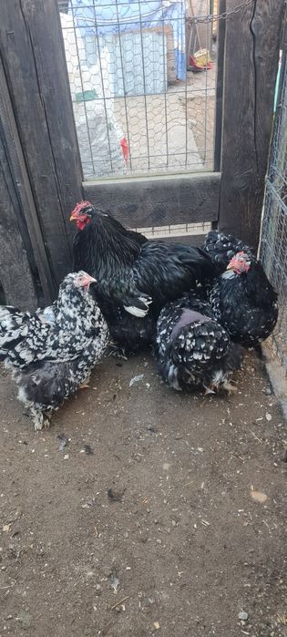 Pui oua brahma hd uriaș, cochinchina bobat, negru, galben,  calitate