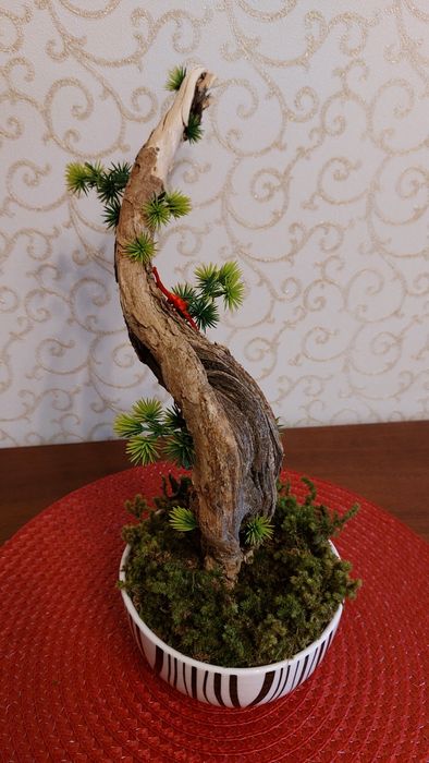 Бонсай ручная работа