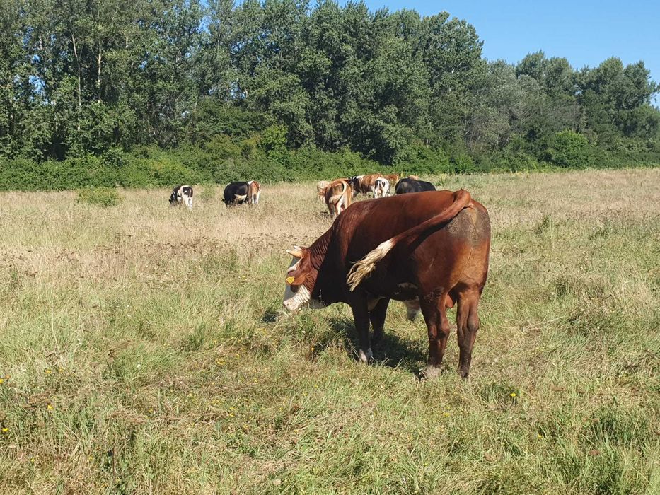 Vitei de rasa Simmental, Baltata Romaneasca si Belgieni de vanzare