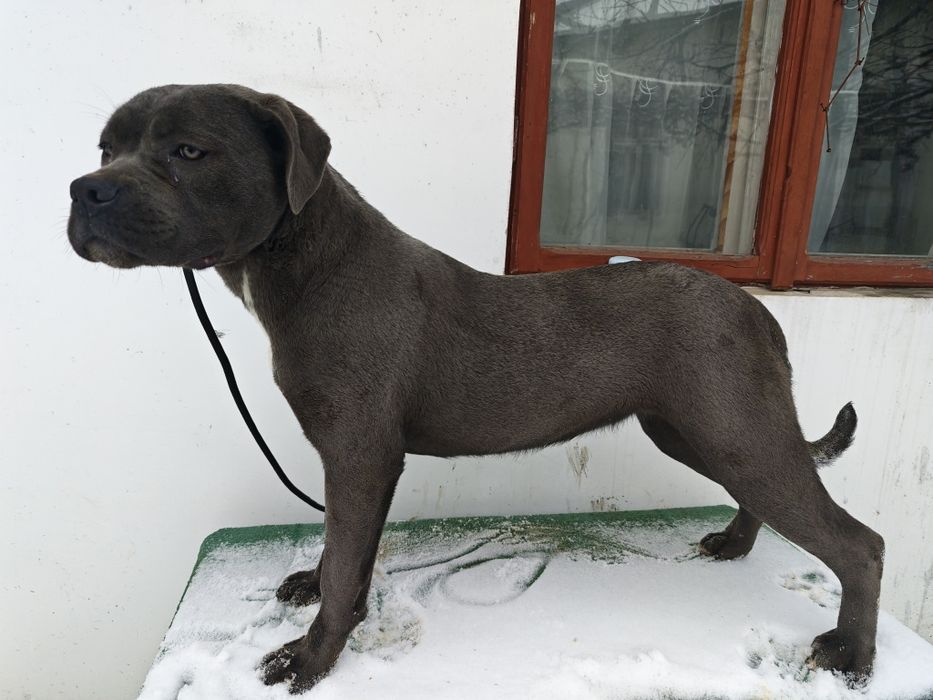 Femela Cane Corso blue