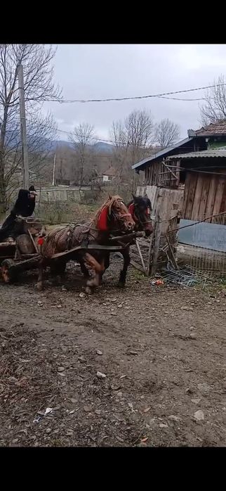 Cal de vânzare  de 2 ani