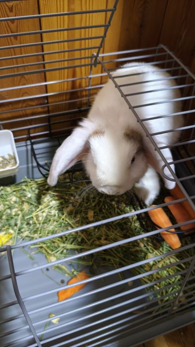 Продам домашний декоративный кролик