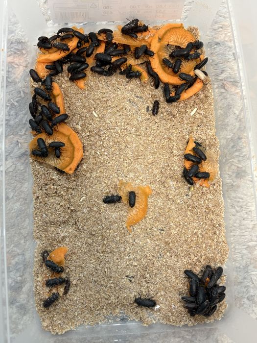 Mealworms ( viermi de făină )