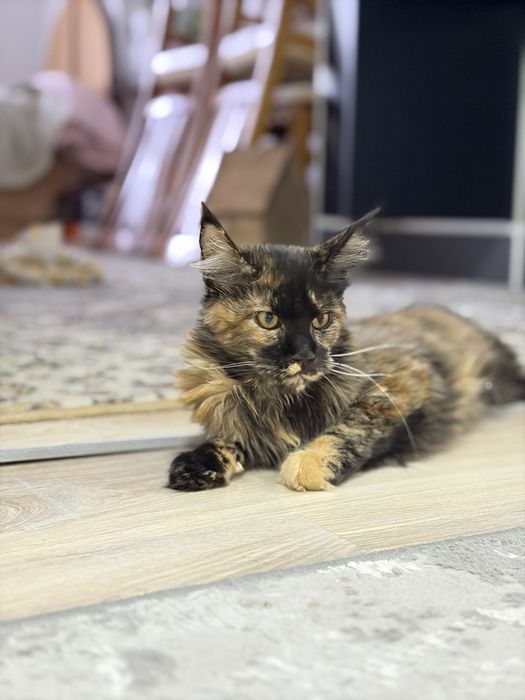 Maincoon mushuklar sotiladi