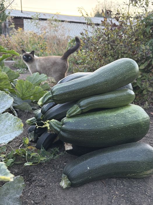 Продам кабачки. Патисоны.