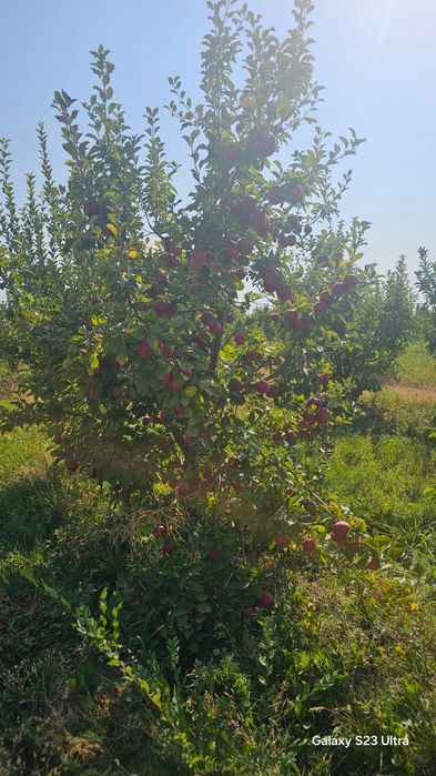 Продается яблоневый сад