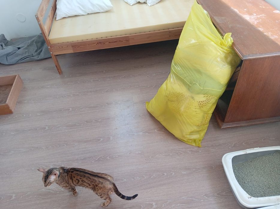 Gratis ! Plapume, perne , huse de saltea single și saltea