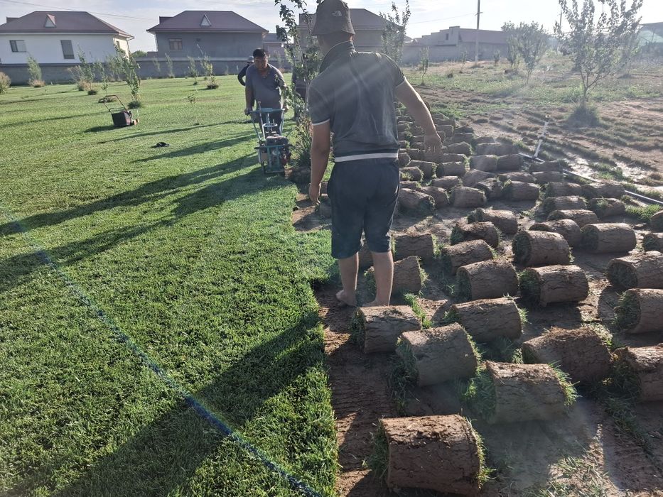 Tirik Rulon Gazon Toshkent - Живой газон цена Ташкент Uzb Gazonlar.Uz