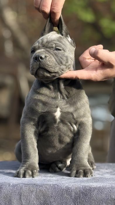 Щенки кане корсо