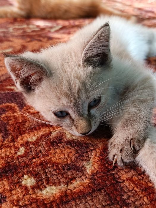 Котенок  в добрые руки