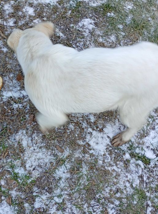 Подарявам бяло малко кученце