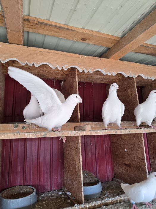 Voiajori standard albi