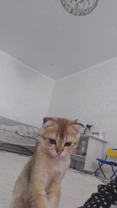 Продаётся кошка пародистый