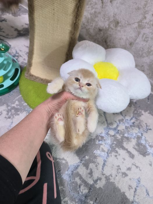 Котята от правильной вязки