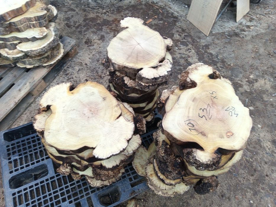 Rondele salcâm bubos