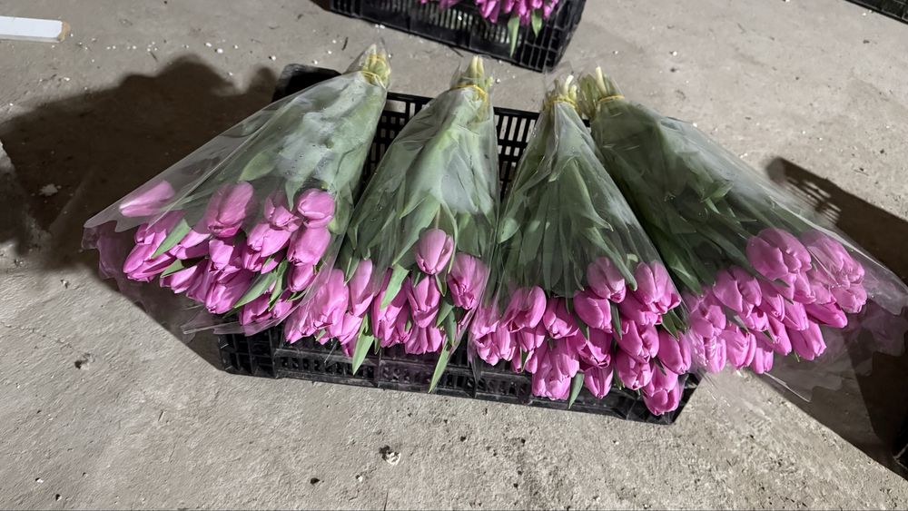 Тюльпан крупный.