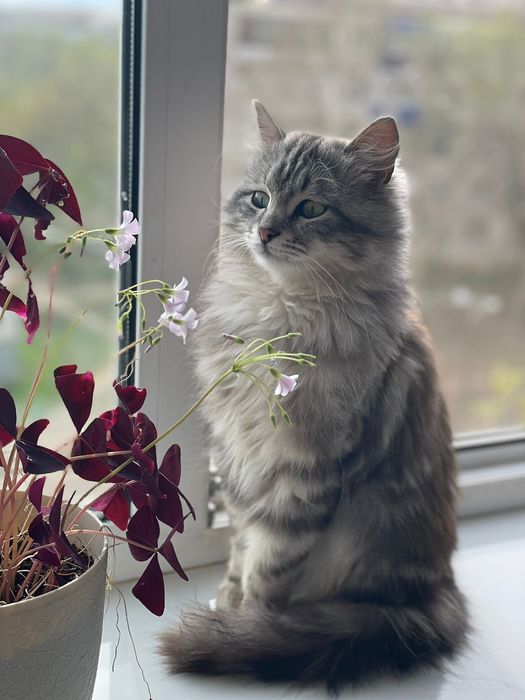 Отдам даром котенка