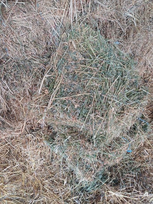 Vand balotii lucerna/trifoi