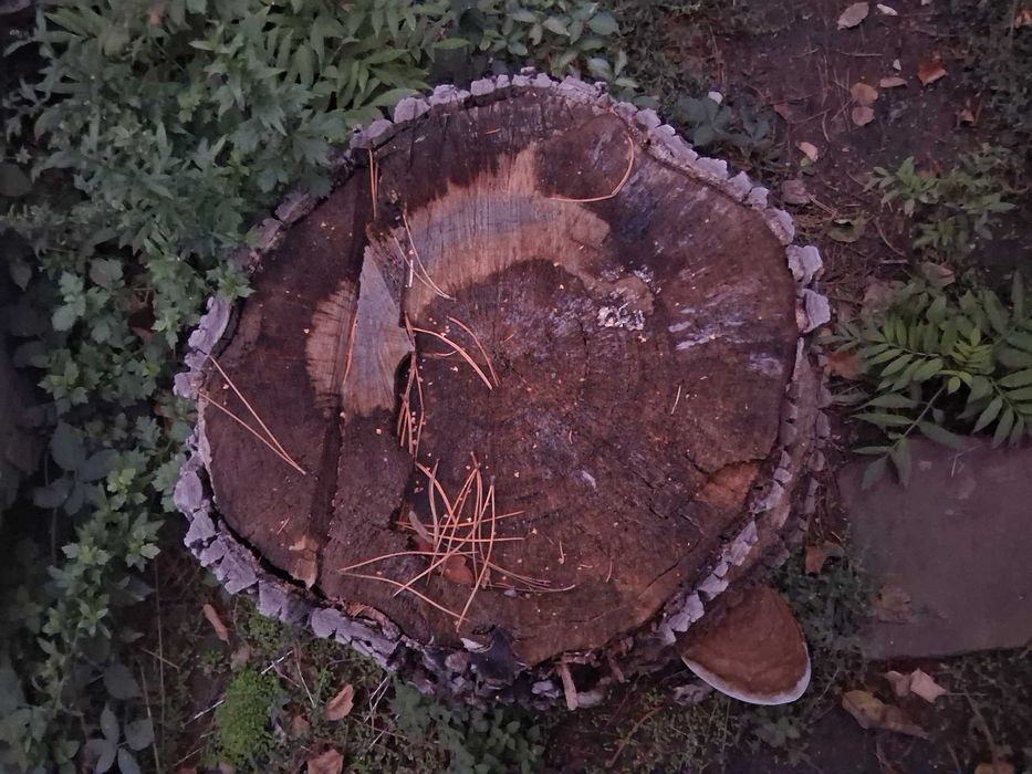 Продавам отсечен орех за материал.