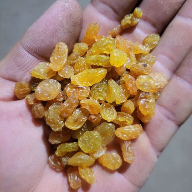 Mayiz olib beramiz cheklanmagan miqdorda