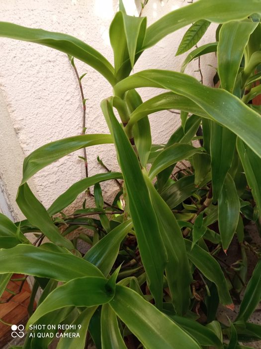 Растение кализия лечебна.,разсад.