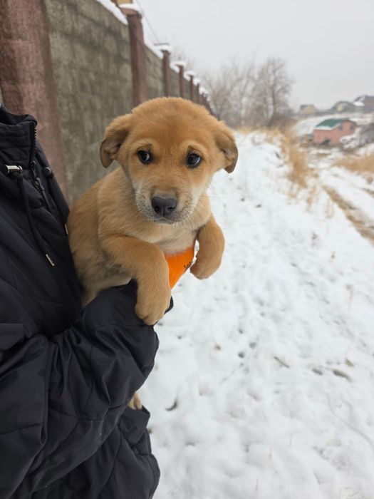 Щенки МАЛЬЧИКИ ищут дом !!!