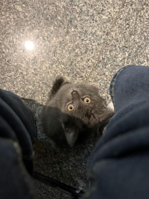 Котенок бесплатный