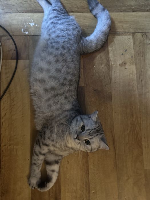 Ищем кошку для кота