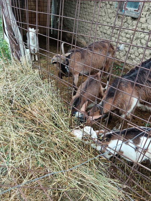 Vând 2 capre și 3 iezi