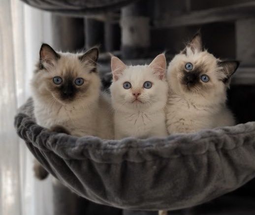 Рагдол Регдол /Ragdoll