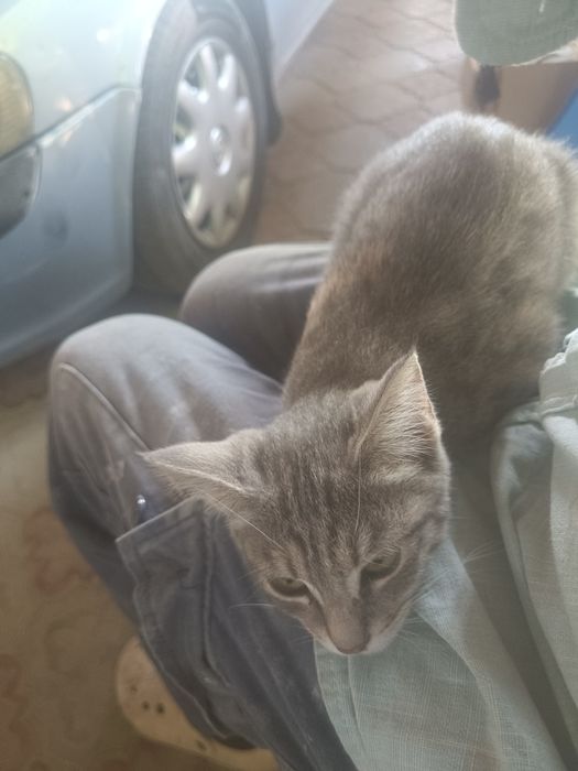 Марғау тегін берем