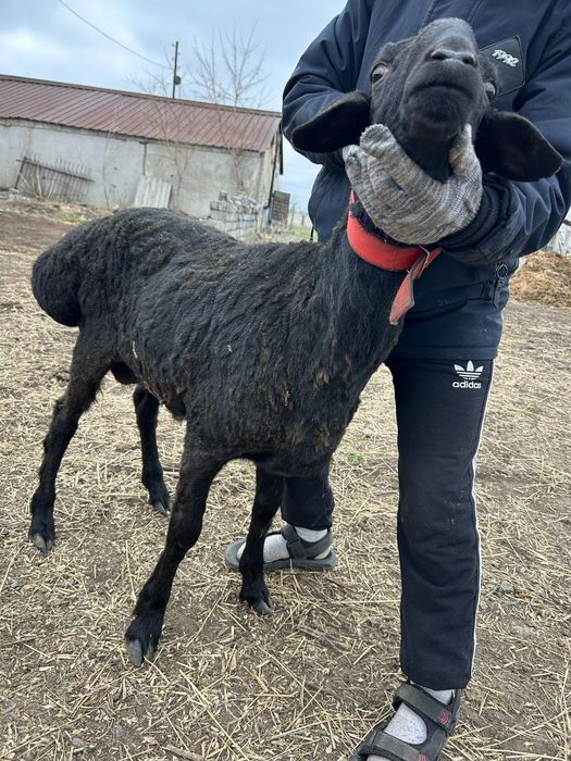 Продам кошкар Арашан