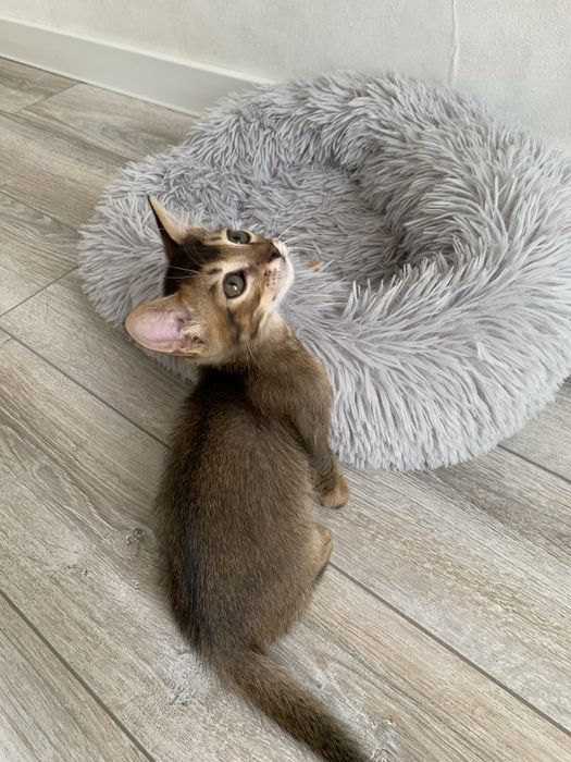 Абиссинские котята